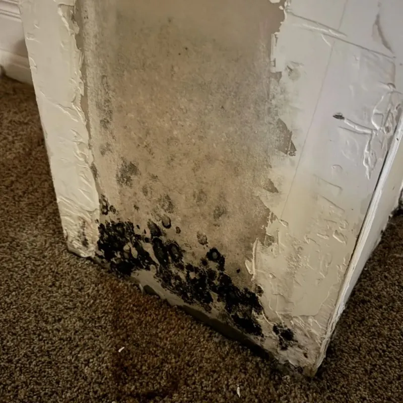 Professional Mold Removal in Bristol, TN